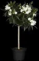 Nerium oleander, Stamm (Oleander) - afbeelding 4
