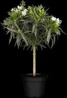Nerium oleander, Stamm (Oleander) - afbeelding 5