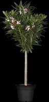 Nerium oleander, Stamm (Oleander) - afbeelding 3