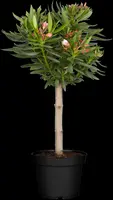 Nerium oleander, Stamm (Oleander) - afbeelding 2