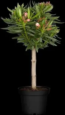 Nerium oleander, Stamm (Oleander) - afbeelding 2