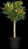 Nerium oleander, Stamm (Oleander) - afbeelding 2