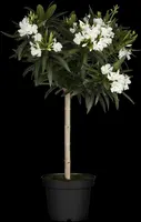 Nerium oleander, Stamm (Oleander) - afbeelding 4