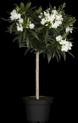 Nerium oleander, Stamm (Oleander) - afbeelding 4