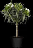Nerium oleander, Stamm (Oleander) - afbeelding 5