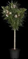 Nerium oleander, Stamm (Oleander) - afbeelding 3