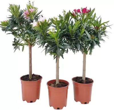 Nerium struik mix 'Dubbel rose' 70-80cm - afbeelding 1