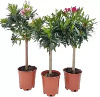 Nerium struik mix 'Dubbel rose' 70-80cm - afbeelding 1