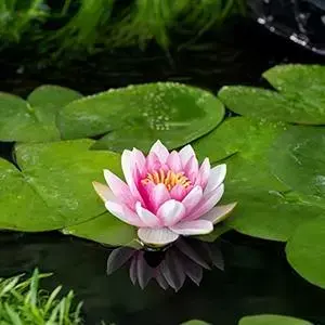 Nymphaea 'Attraction' (Waterlelie) - afbeelding 2