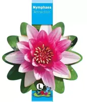 Nymphaea 'Attraction' (Waterlelie) - afbeelding 1