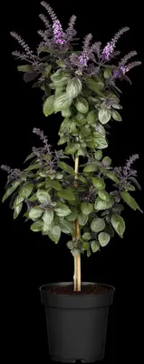 Ocimum basilicum (Basilicum) - afbeelding 6