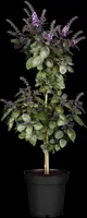 Ocimum basilicum (Basilicum) - afbeelding 7
