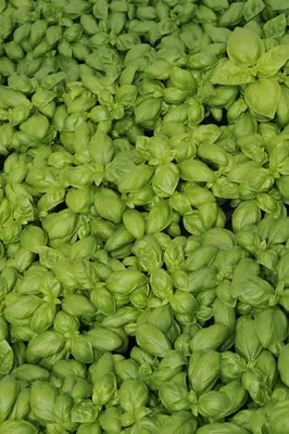 Ocimum basilicum (Basilicum) - afbeelding 46