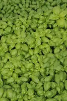 Ocimum basilicum (Basilicum) - afbeelding 46
