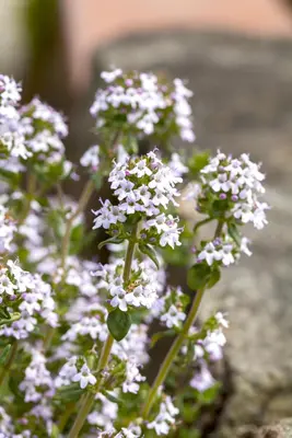 Ocimum basilicum (Basilicum) - afbeelding 14
