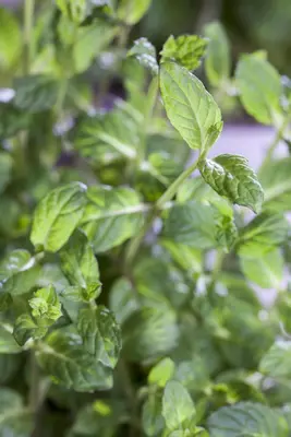 Ocimum basilicum (Basilicum) - afbeelding 16