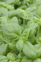 Ocimum basilicum (Basilicum) - afbeelding 23