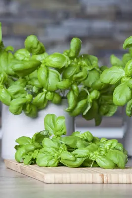 Ocimum basilicum (Basilicum) - afbeelding 29
