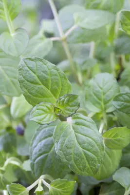 Ocimum basilicum (Basilicum) - afbeelding 34