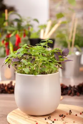 Ocimum basilicum (Basilicum) - afbeelding 41