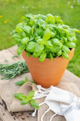 Ocimum basilicum (Basilicum) - afbeelding 49