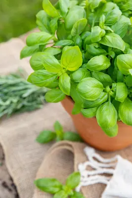 Ocimum basilicum (Basilicum) - afbeelding 51