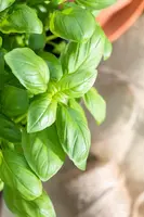 Ocimum basilicum (Basilicum) - afbeelding 52