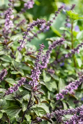 Ocimum basilicum (Basilicum) - afbeelding 53