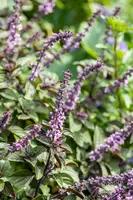 Ocimum basilicum (Basilicum) - afbeelding 53
