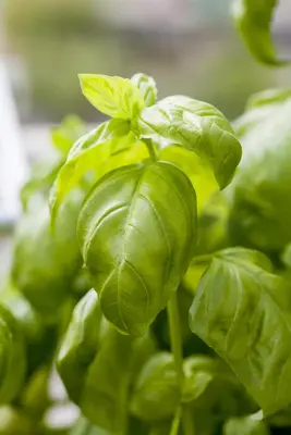 Ocimum basilicum (Basilicum) - afbeelding 3