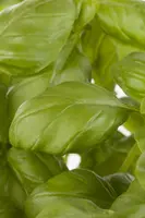 Ocimum basilicum (Basilicum) - afbeelding 4