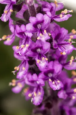 Ocimum basilicum (Basilicum) - afbeelding 8
