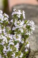 Ocimum basilicum (Basilicum) - afbeelding 15
