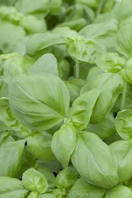 Ocimum basilicum (Basilicum) - afbeelding 24
