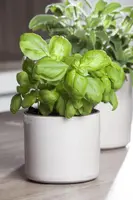 Ocimum basilicum (Basilicum) - afbeelding 27