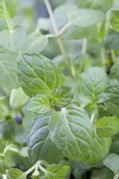 Ocimum basilicum (Basilicum) - afbeelding 35