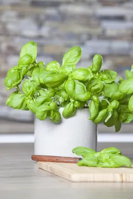 Ocimum basilicum (Basilicum) - afbeelding 36