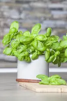 Ocimum basilicum (Basilicum) - afbeelding 36