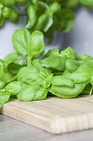 Ocimum basilicum (Basilicum) - afbeelding 39