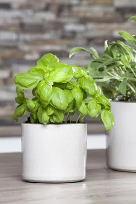 Ocimum basilicum (Basilicum) - afbeelding 40