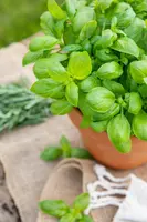 Ocimum basilicum (Basilicum) - afbeelding 52