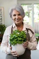 Ocimum basilicum (Basilicum) - afbeelding 59