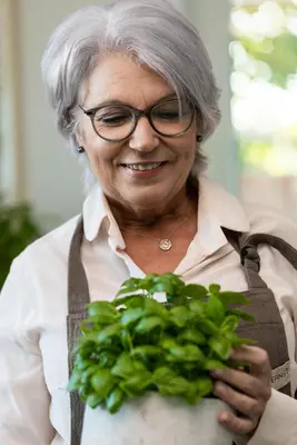 Ocimum basilicum (Basilicum) - afbeelding 66