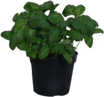 Ocimum basilicum (Basilicum) - afbeelding 1