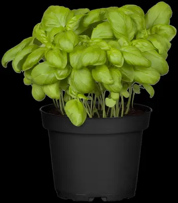 Ocimum basilicum (Basilicum) - afbeelding 44