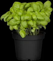 Ocimum basilicum (Basilicum) - afbeelding 44
