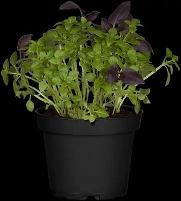 Ocimum basilicum (Basilicum) - afbeelding 41