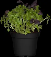 Ocimum basilicum (Basilicum) - afbeelding 41