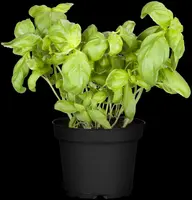 Ocimum basilicum (Basilicum) - afbeelding 44
