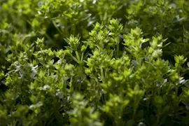 Ocimum basilicum (Basilicum) - afbeelding 1